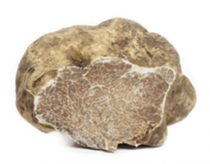 Truffe Blanche d'Alba